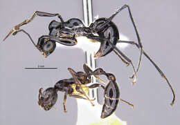 Image of <i>Gonatopus hainanensis</i>