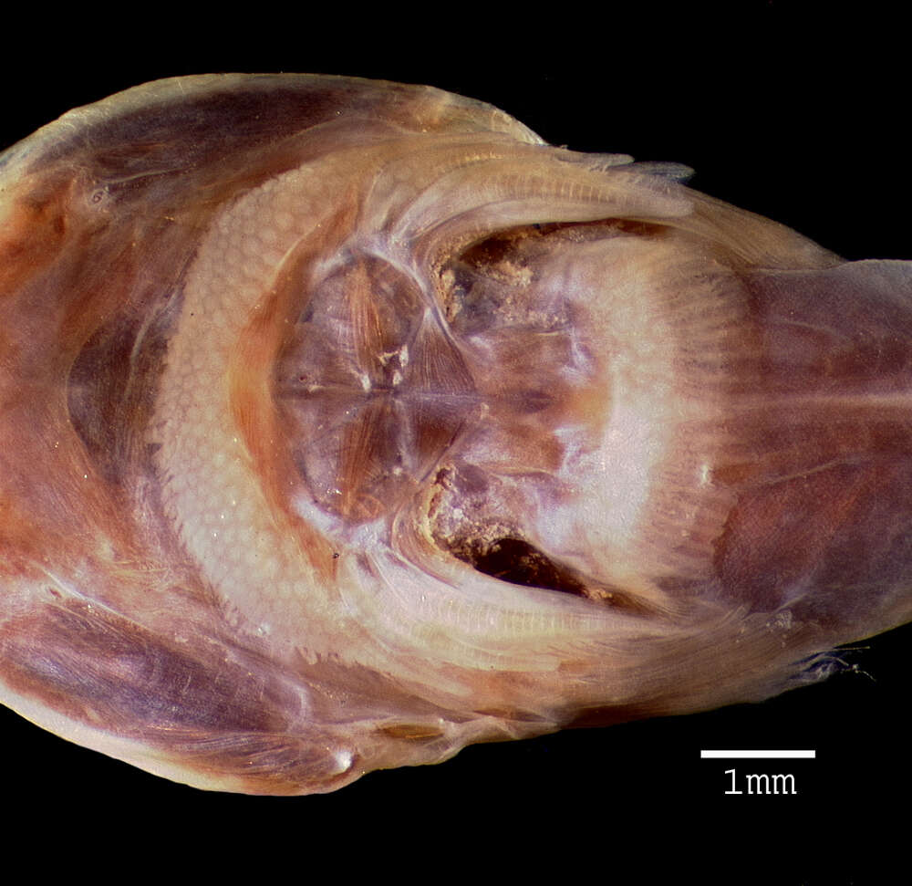 Acyrtus rubiginosus (Poey 1868) resmi