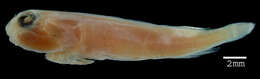 Image of Red Clingfish