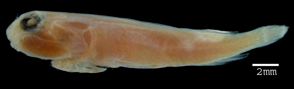 Sivun Acyrtus rubiginosus (Poey 1868) kuva