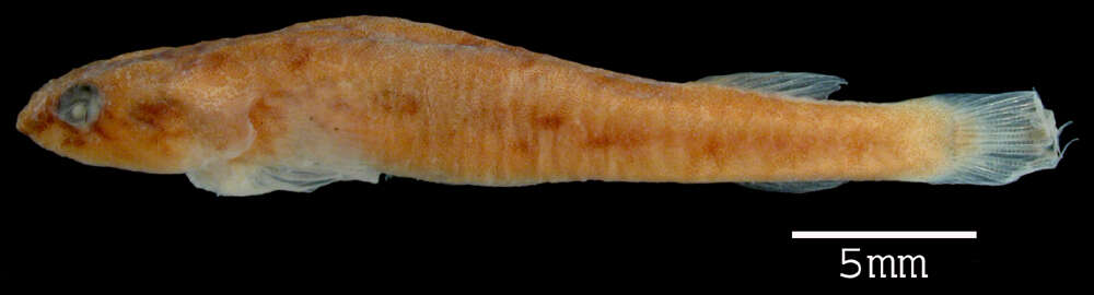 Image of Hourglass clingfish