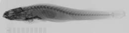 Image of Hourglass clingfish