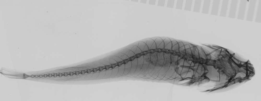 Tomicodon petersii (Garman 1875) resmi