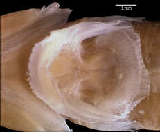 Image of Hourglass clingfish