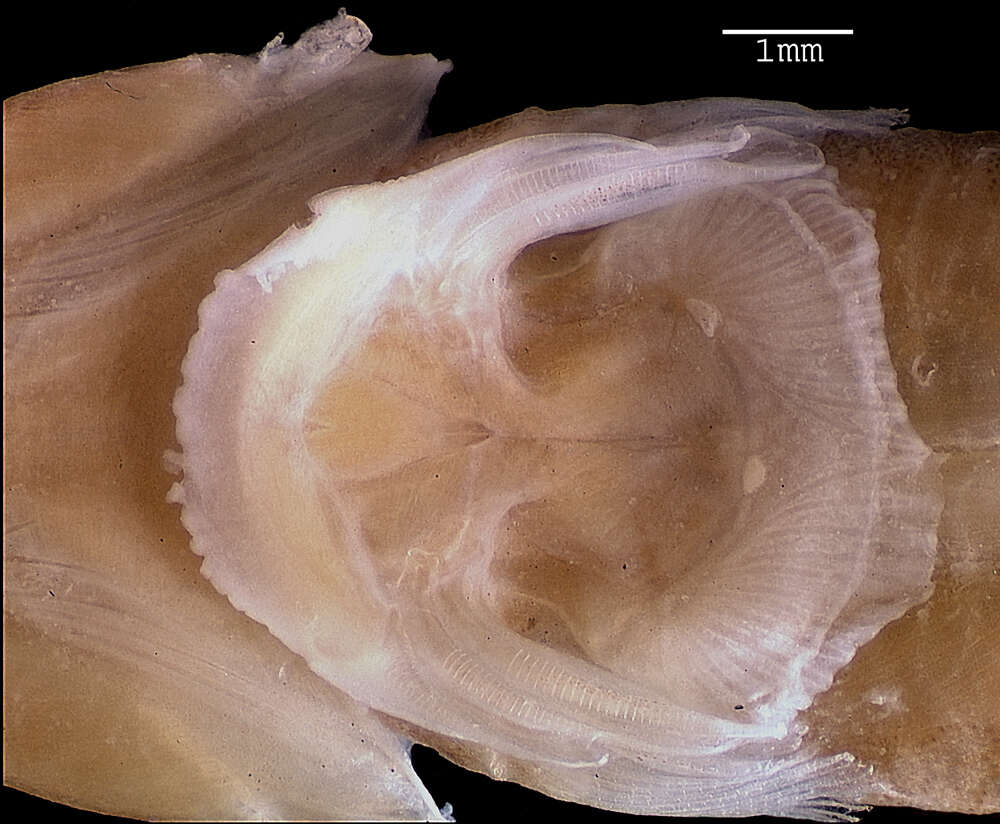 Tomicodon petersii (Garman 1875) resmi