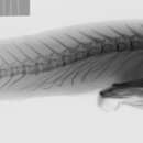 Image of Padded Clingfish