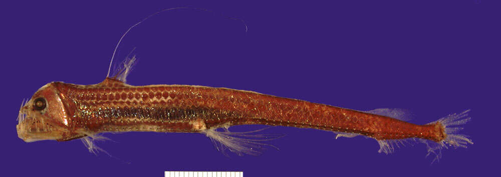 Image of Dannevig's Dragonfish