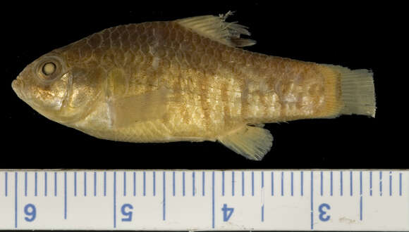 Image of Bahama sheepshead minnow