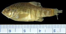 Image of Bahama sheepshead minnow