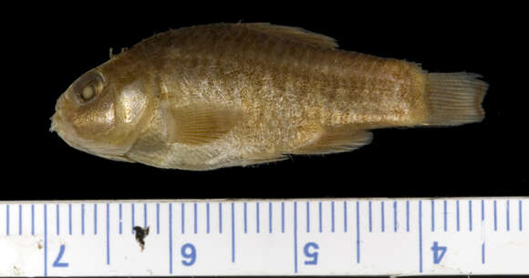 Image of Leon Springs pupfish