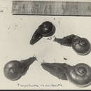 Image of Marchant's Land Snail