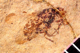 Image of Cyclorrhapha