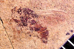 Image of Cyclorrhapha