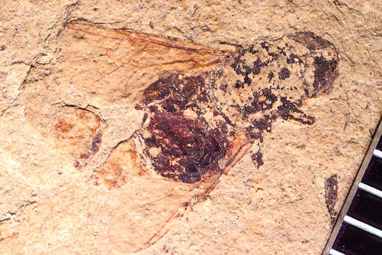 Image of Stratiomyoidea