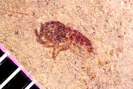 Image of Cyclorrhapha