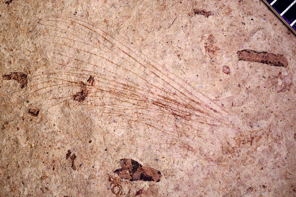 Image de Ephemeroptera