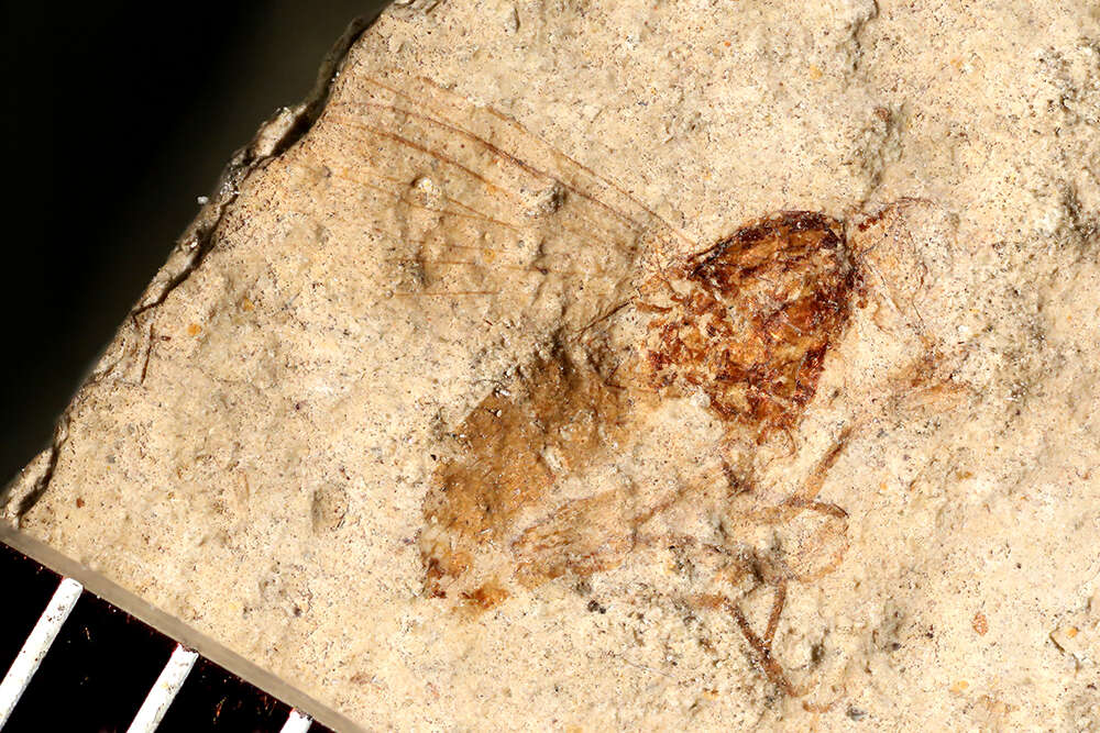 Plancia ëd Dolichopodidae