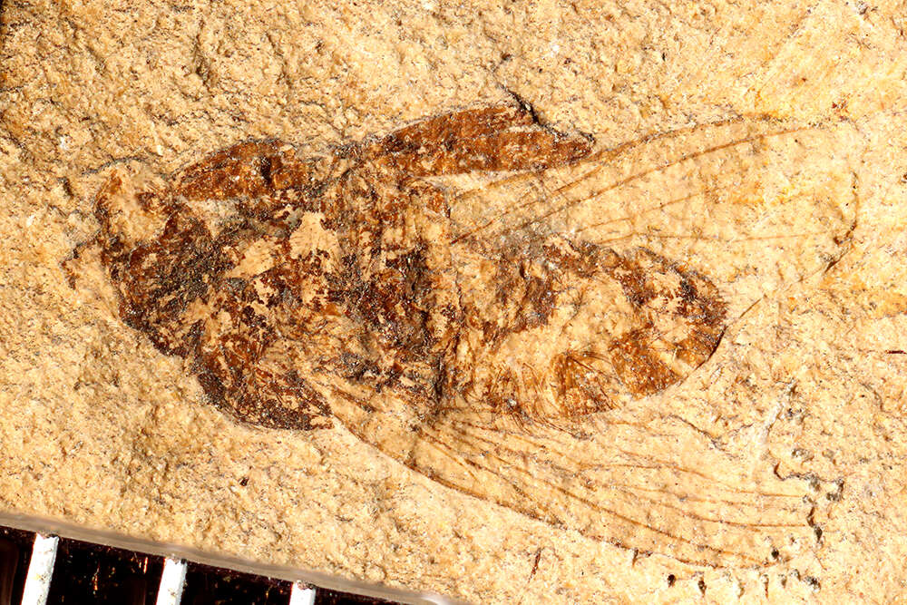 Image of Cyclorrhapha