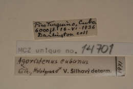 Image of Agoristenus cubanus Silhavy 1973