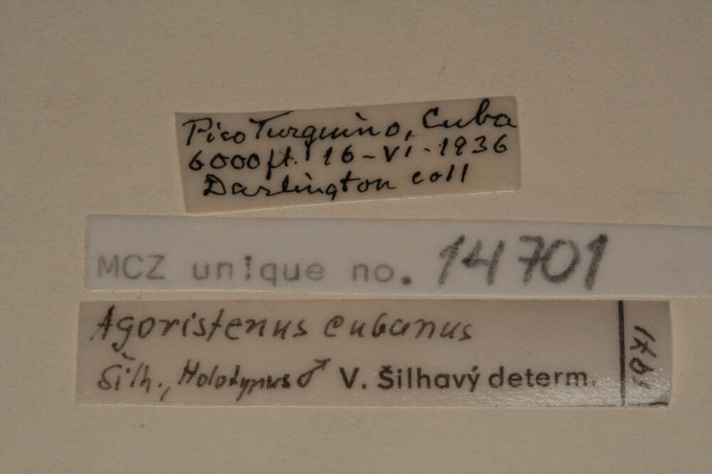 Sivun Agoristenus cubanus Silhavy 1973 kuva