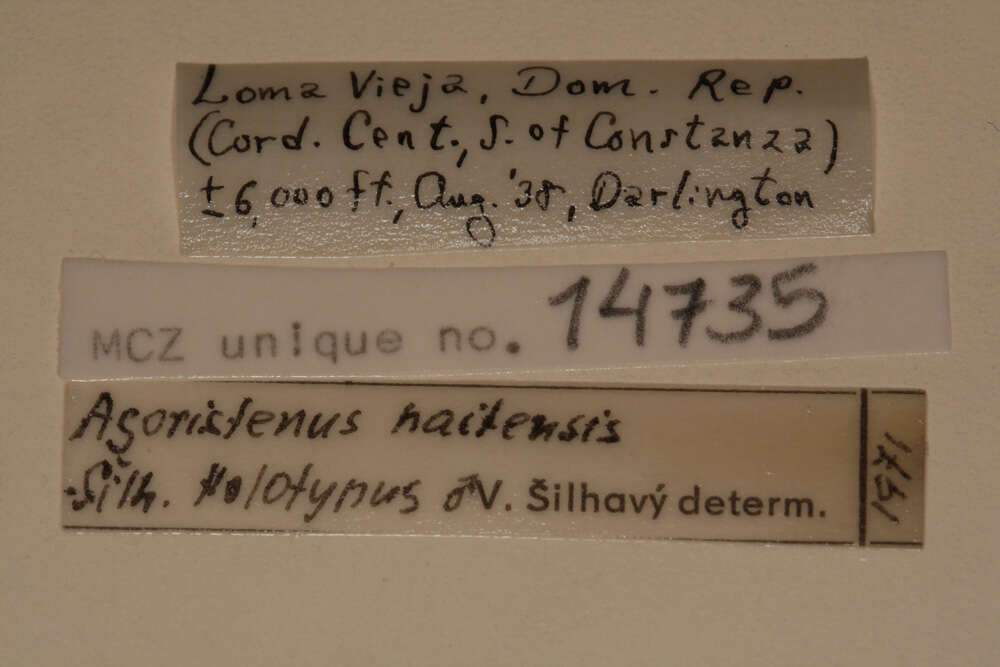 Sivun Agoristenus haitensis Silhavy 1973 kuva