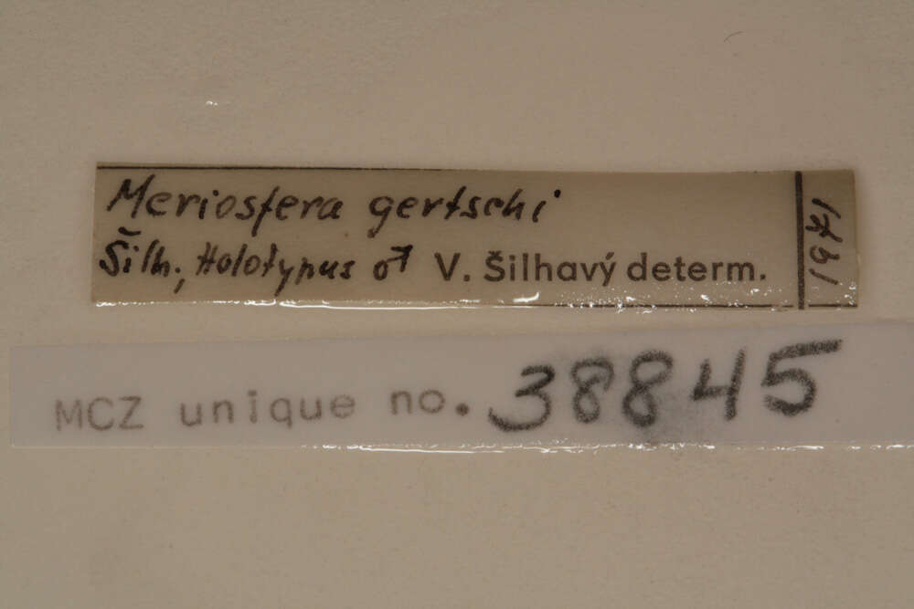 Image of Meriosfera gertschi Silhavy 1973