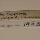 Image of Ahotta hispaniolica Silhavy 1973