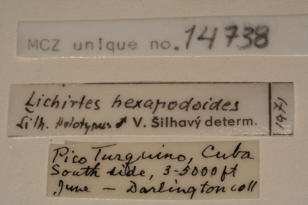 Image of Lichirtes hexapodoides Silhavy 1973