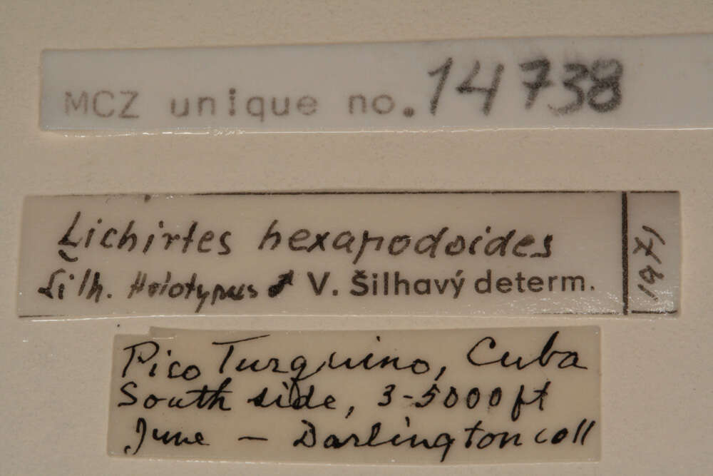 Lichirtes hexapodoides Silhavy 1973 resmi