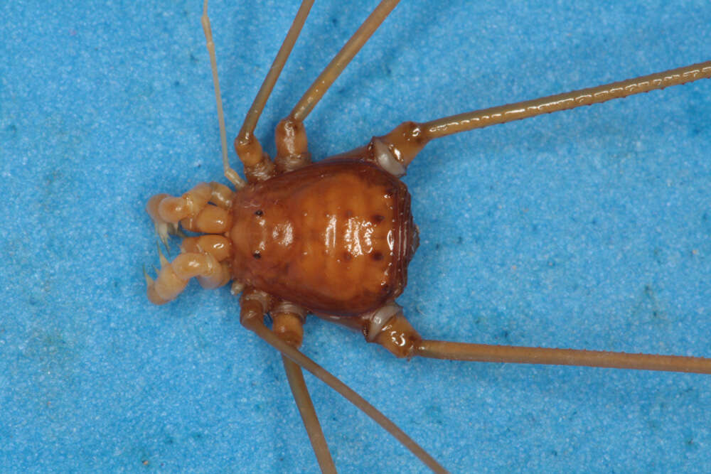 Image of Lichirtes hexapodoides Silhavy 1973