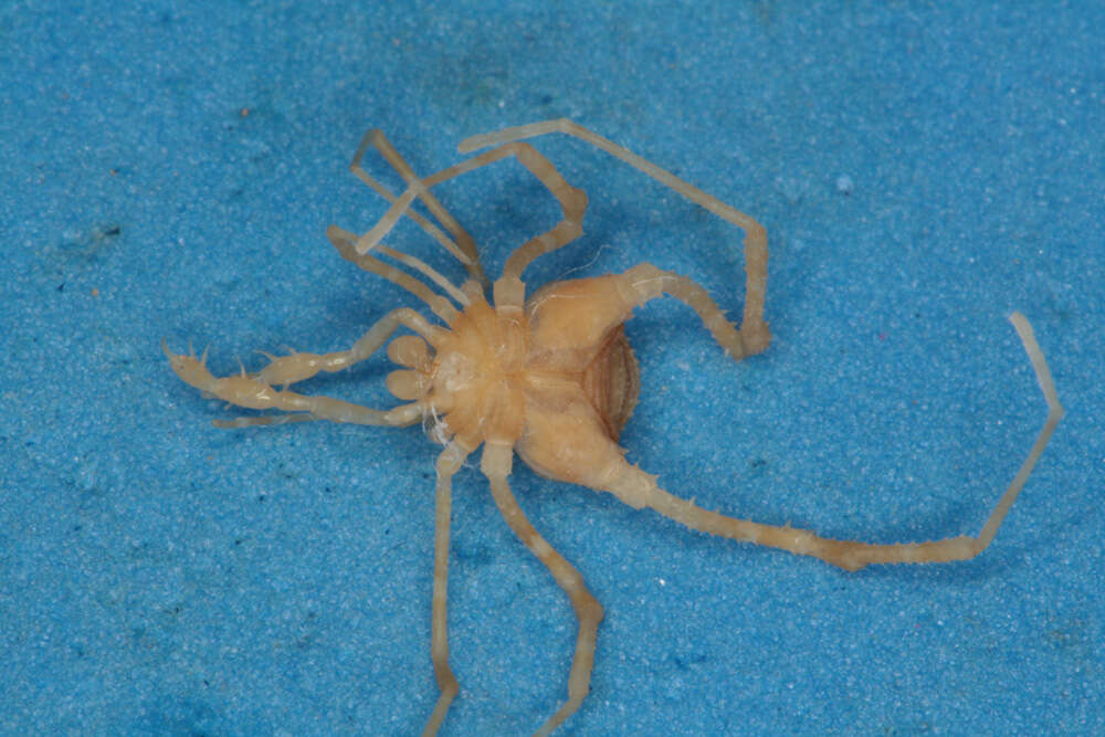 Image of <i>Gonyleptes huadquinae</i> Chamberlin
