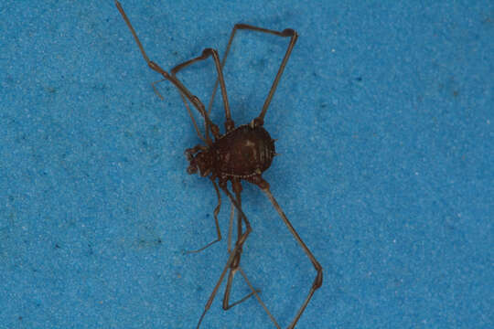 Image of Zygopachylus