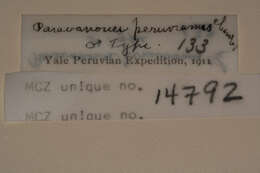 Plancia ëd <i>Paravonones peruvianus</i> Chamberlin 1916