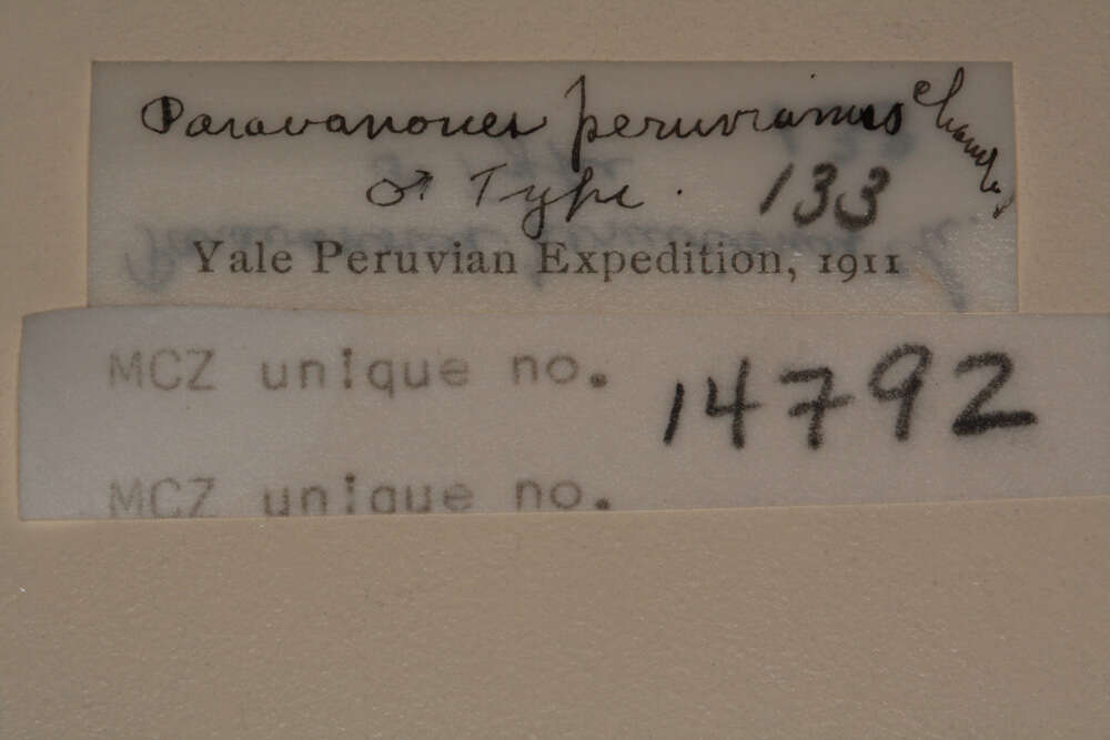 Plancia ëd <i>Paravonones peruvianus</i> Chamberlin 1916