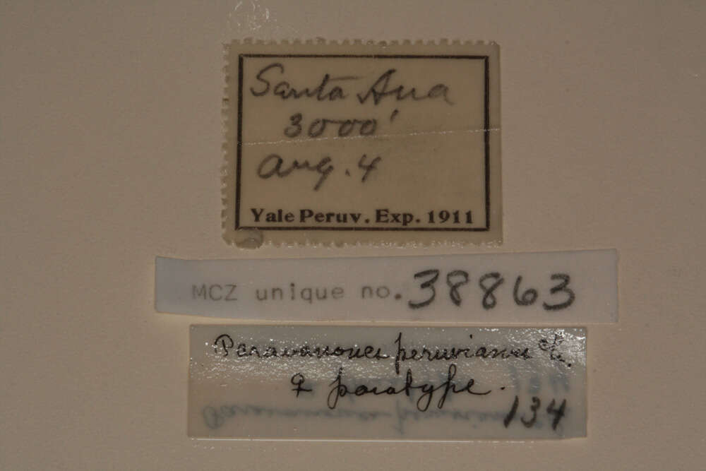 Image of <i>Paravonones peruvianus</i> Chamberlin 1916
