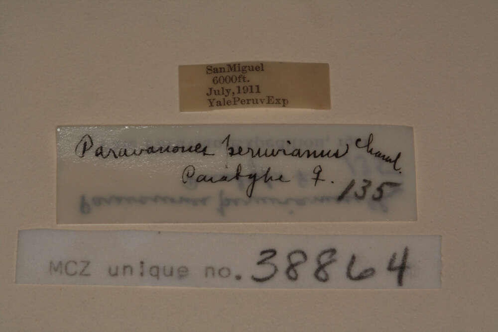 Image of <i>Paravonones peruvianus</i> Chamberlin 1916