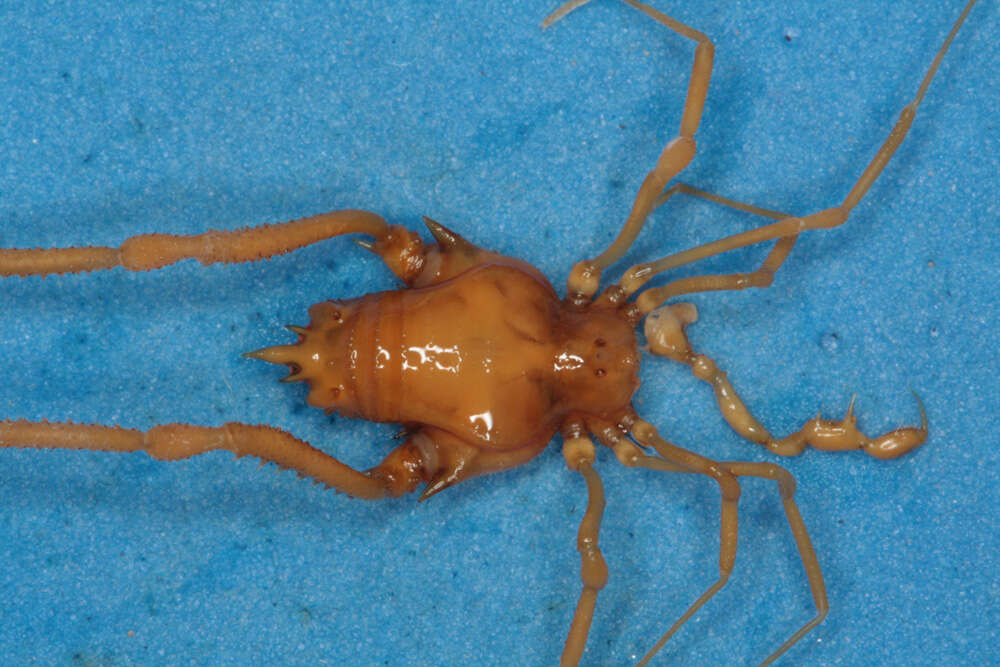 Image of <i>Pachylus orinus</i> Chamberlin