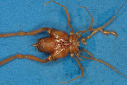 Image of <i>Pachylus orinus</i> Chamberlin