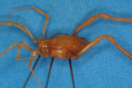 Image of <i>Pachylus orinus</i> Chamberlin