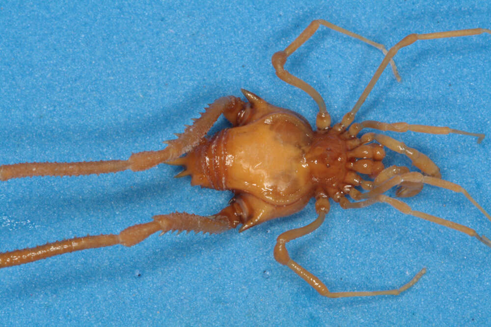 Image of <i>Pachylus orinus</i> Chamberlin