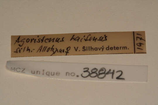 Agoristenus haitensis Silhavy 1973 resmi