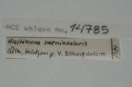Sivun Haitimera paeninsularis Silhavy 1973 kuva