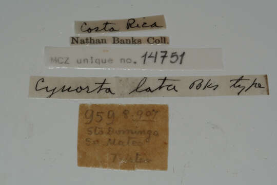 Imagem de <i>Cynorta lata</i> Banks 1909