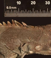 Image of <i>Iguana iguana insularis</i> Breuil, Vuillaume, Schikorski, Krauss, Morton, Haynes, Daltry, Corry, Gaymes, Gaymes, Bech, Jelić & Grandjean 2019