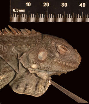 Image of <i>Iguana iguana insularis</i> Breuil, Vuillaume, Schikorski, Krauss, Morton, Haynes, Daltry, Corry, Gaymes, Gaymes, Bech, Jelić & Grandjean 2019