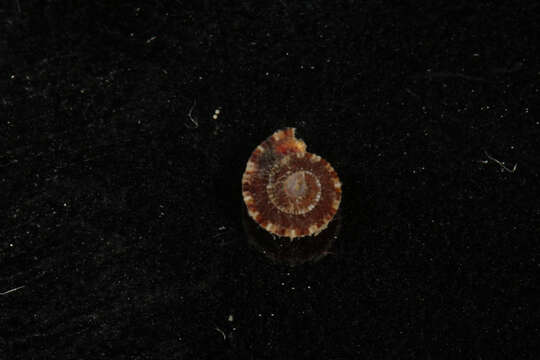 Image of variegated sundial shell