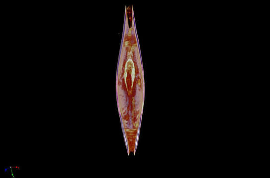 Image of Silicula filatovae Allen & H. L. Sanders 1973