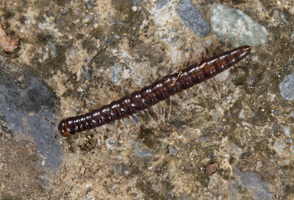 Image of Paradoxosomatidae
