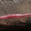 Image of Siphonophoridae