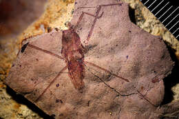 Image of water striders